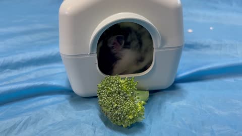 Funny and cute hamster eating the broccoli