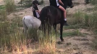 Little Girl Rides Rocky the Bull Calf