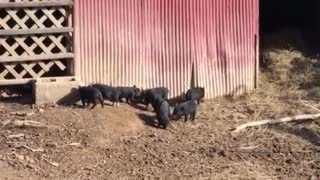 Pig fight...