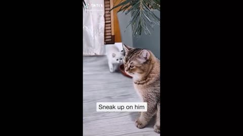 Cat_ funny