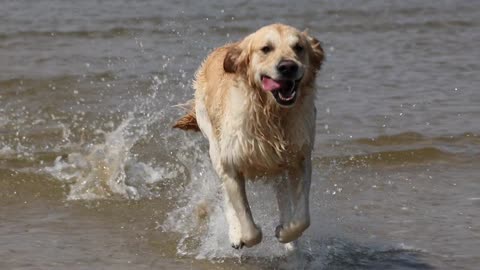 A Golden Retriever dog animal..!!!