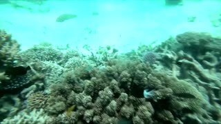 Great Barrier Reef should be listed 'in danger': U.N.