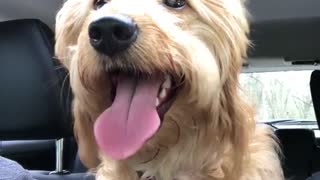 Happy golden dog sticks out tongue