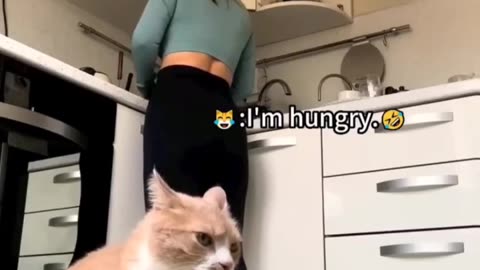 Fanny cat video and Cute cat video