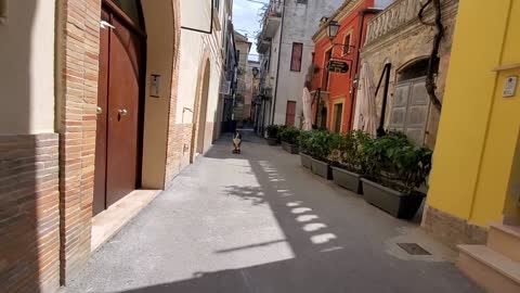 Dog Skates Through Italian Alleys