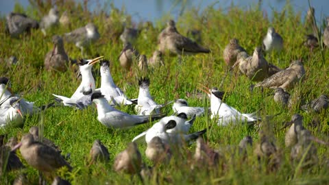 Terns at Bolsa Chica