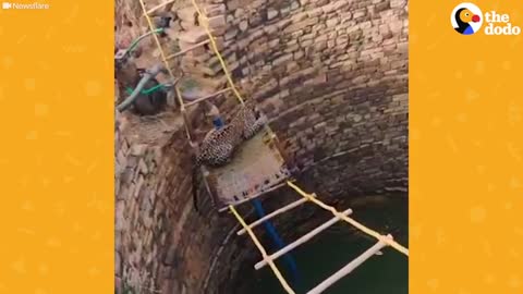 People Come Together To Save A Trapped Leopard - The Dodo