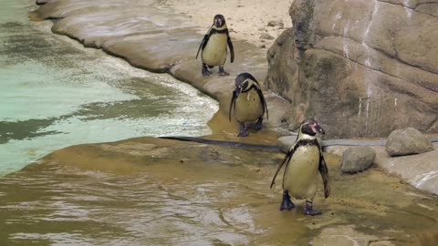 three penguins at the zoo