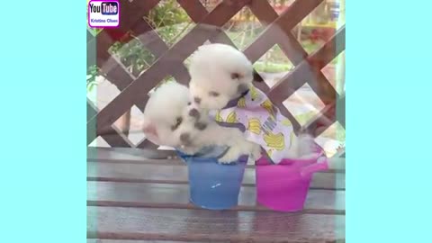 Cute puppy😚😯😯😯😯