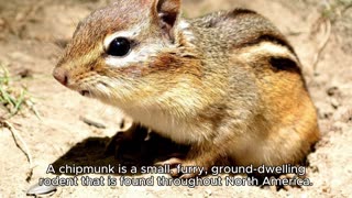 CHIPMUNK