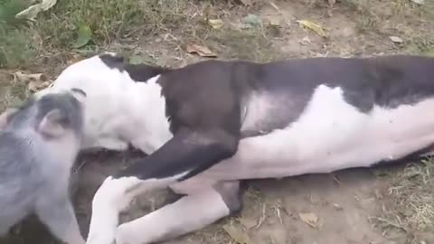 Pig adorably - Cuando Tú Cerdo Cree Que Es Un Pitbull