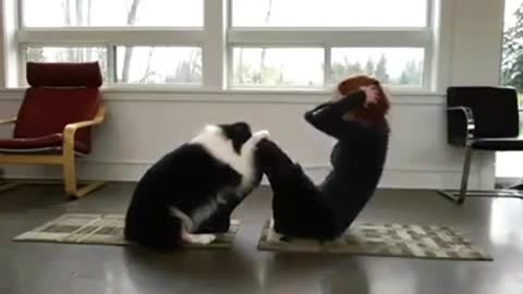 Dog practices yoga together with its owner