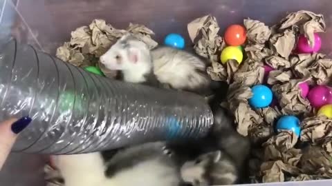 Adorable Baby Ferrets Playing