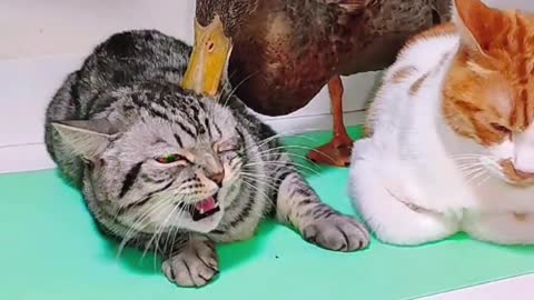 British Shorthair and duck fight, and the cat next to them is helpless