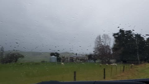 Rainy Day New Zealand Sheep Ranch Car Inside