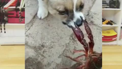 Dog thought it is for eating.