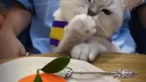 Lovely Cat, black cat, cats, funny cats, funny cat videos 1225