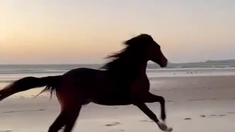Latest version of the year|Super cool horses2 | Interesting pet dogs and cats