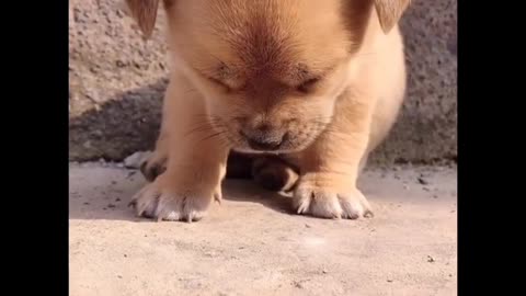 Cute & Funny Animals Videos 🐕‍🦺 Pets, Dogs & 🐱 Cats Compilation 2022 #dog #puppy #doglover