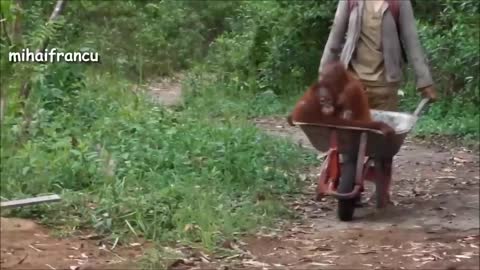 Orangutan - Funny Orangutans And Cute Orangutan Videos