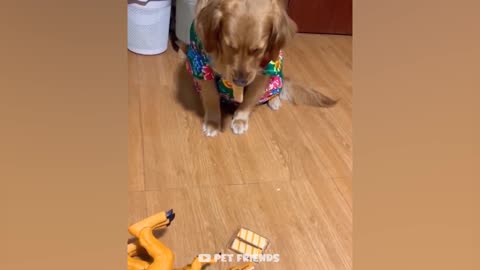 So Cute Funniest Cats And Dogs Enjoing