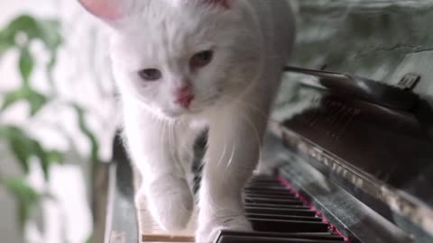 Cats on keys