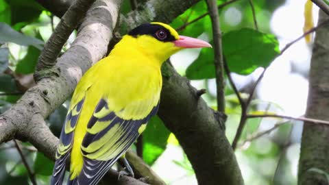 Beautiful Yellow Bird In The Forest