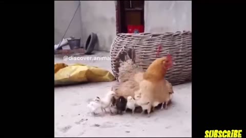 Funny chick Videos Compilation