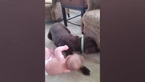 Cachorros E Bebês Brincando Juntos Compilação