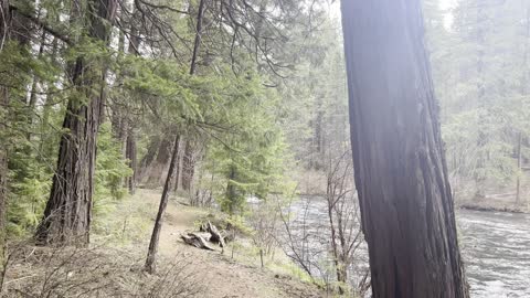 River Wilderness Shoreline Hiking – Metolius River – Central Oregon – 4K