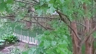 Baby American Robin Vocalizing