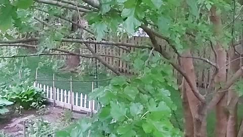 Baby American Robin Vocalizing