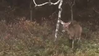 A bunch of deer in the backyard