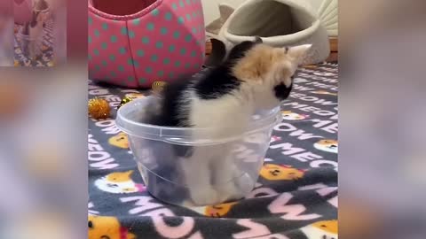 Why did you put me in the bowl?