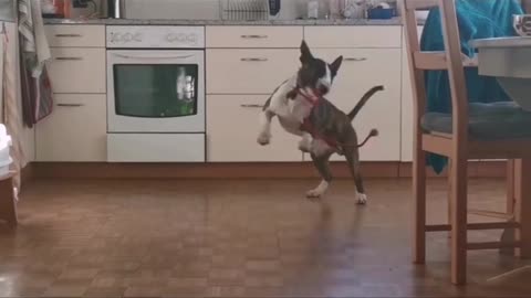 Bull Terrier shows he would be a great rodeo cowboy