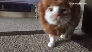 Cat wearing lion costume and trying to take it off