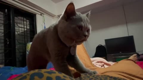 Happier the Kitty Loves Massaging His Humans || (Risi's Funny Cat)