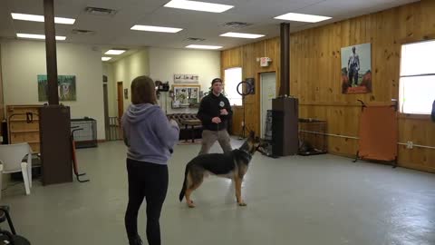 Dog Training to teach leashed dog not to pull and to loose walk.