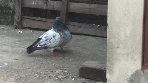 pigeon mating in open area