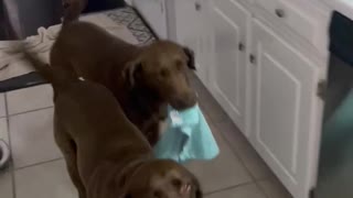 Chocolate Lab Does The Laundry