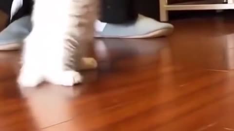 cutecat playing