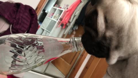 Confused pug miffed by glass bottle