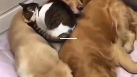 🐕‍🦺😻😂🤣CUTE GOLDEN DOGS AND CAT CUDDLES!!!🥰😍 AWWWW SOOOO CUTEE 2021 VIRAL VIDEO!!!###