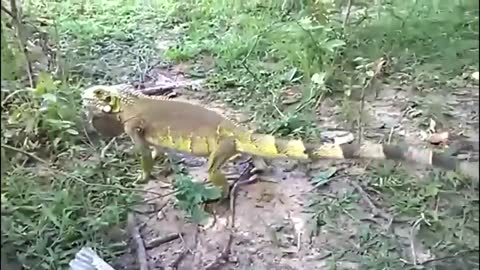 vídeo Muito Engraçado ,Briga de Cachorro Com Camaleão ,cachorro Leva Lapada de Iguana