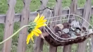 Sunflower Hummingbird