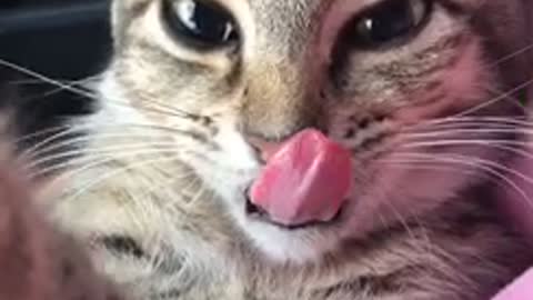 Cat Struggles To Control Its Tongue After Having A Surgery