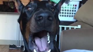 Black dog howling and barking at camera