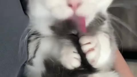 Cute Kitten. Cute and Funny Cat Videos to Keep You Smiling!