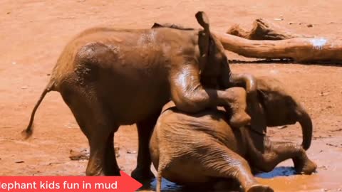 Baby Elephant | Playing In Mud | Create Lot Of Fun