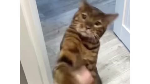 Cats can fight back (Cute Vidoe)